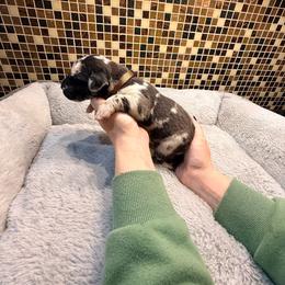 Brown collar - Merle male Great Dane puppy in Ider, Alabama from Sand Mountain Danes LLC