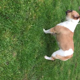 French Bulldogs from Kimson French Bulldogs