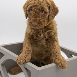 Assorted Doodle Crosses, Bernedoodle, Double Doodle, Goldendoodle, Labradoodle, and Whoodle Puppies from Our Little Farm Life Doodles