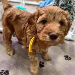 Bo Peep - Red  female Goldendoodle puppy in Moreno Valley, California from Rainbow SoCal Doodles