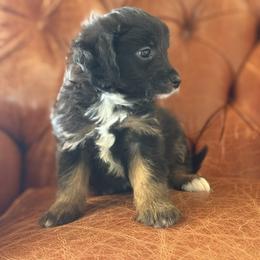 Thursday💜 - Black tri-color male Aussiedoodle puppy in Granbury, Texas from Triple Cross Doodles