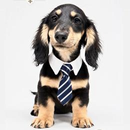 Lucian- HIDDEN DAPPLE - Black and cream male Dachshund puppy in Baton Rouge, Louisiana from Bayou d’ Elara Dachshunds