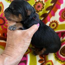 Thunder - Black and mahogany male Rottweiler puppy in Crothersville, Indiana from The Solid Rock Kennel