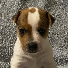 Hannah - Brown and white female Jack Russell Terrier puppy in Melbourne, Florida from Rustling Oaks Jack Russell Terrier’s