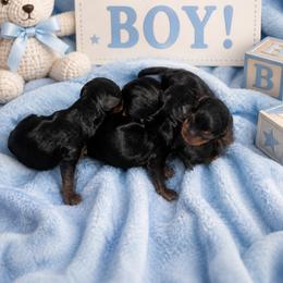 Litter - Black and gold male Yorkshire Terrier puppy in Selmer, Tennessee from Mountain Magic Yorkies