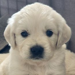 Blue boy - Golden Retriever puppy from River Close Goldens