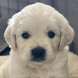Blue boy - Golden Retriever puppy from River Close Goldens