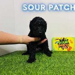 Aussiedoodle, Goldendoodle, and Labradoodle Puppies from Loyal Doodles