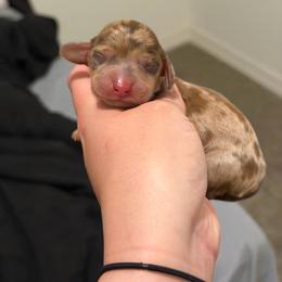 Shaded red dapple longhair male - Dapple male Dachshund puppy in El Paso, Texas from IVK9's Dachshunds