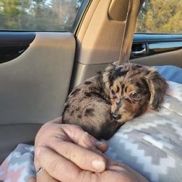Dachshund Puppies from MNE Miniature Dachshunds