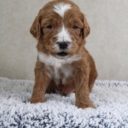 Apple Jack - Red  female Goldendoodle puppy in Warsaw, Ohio from Lovabledoodles