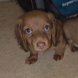 Ruby - Red female Dachshund puppy in Henderson, Tennessee from ELLIES DARLIN DOXIES