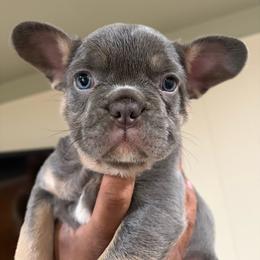 Sasha (AKC) - Tricolors female French Bulldog puppy in Troy, Michigan from Mid Coast Frenchies