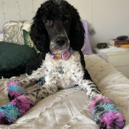 Bernedoodles from The Bernedoodle Villa