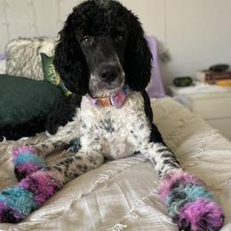 Bernedoodles from The Bernedoodle Villa