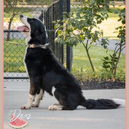 Olive - Black and white female Bernedoodle puppy in Connersville, Indiana from Deaz Doodle Ranch
