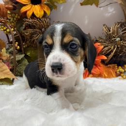 Beagle and Cavalier King Charles Spaniel Puppies from Beagles and Beyond, LLC
