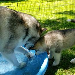 Alaskan Malamute Puppies from Delphi Alaskan Malamutes