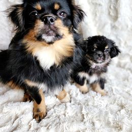 Tibetan Spaniel Puppies from Trillium Tibetan Spaniels