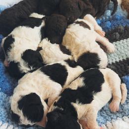 Take 5 - Parti male Goldendoodle puppy in Cross, South Carolina from DoodleDandy & Danes