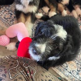 Hope (The Wasp) - female Australian Mountain Doodle puppy in Williamston, South Carolina from Sassy Bob’s Dogs