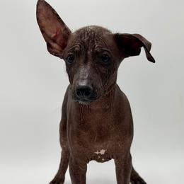 Ciara - Black female Xoloitzcuintli puppy in West Jordan, Utah from Majestic Nakids