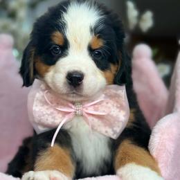 Dalia - pink collar - Tri-color female Bernese Mountain Dog puppy in Yuciapa, California from AlltheDoodlez_