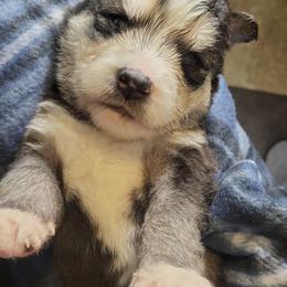 Shadow - Black and white male Siberian Husky puppy in Swansea, Illinois from Husky B's