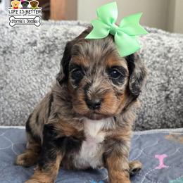 Dahlia - Merle female Goldendoodle puppy in Rockledge, Florida from Stormie's Doodles