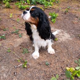 Maizy - Cavalier King Charles Spaniel