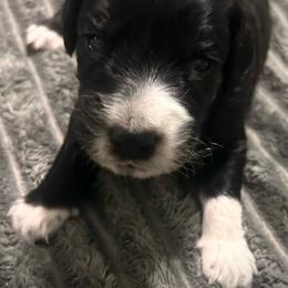 Orange collar - Black phantom male Aussiedoodle puppy in Melrose, Florida from Howdilly Doodley