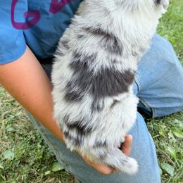 Girl 2 - Blue merle female Border Collie puppy in Rural Retreat, Virginia from Hidden Acres Farm Corgis & Border Collies