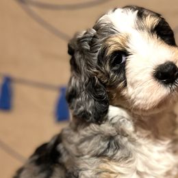 Boy 2 - Bernedoodle puppy in Bend, Oregon from Bella Ridge Farms & Dapper Doodles