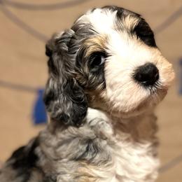 Boy 2 - Bernedoodle puppy in Bend, Oregon from Bella Ridge Farms & Dapper Doodles