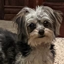 Assorted Doodle Crosses, Maltese, Maltipoos, Morkies, and Toy Australian Shepherds from 4R Aussies & Tiny Paws