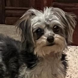 Assorted Doodle Crosses, Maltese, Maltipoos, Morkies, and Toy Australian Shepherds from 4R Aussies & Tiny Paws