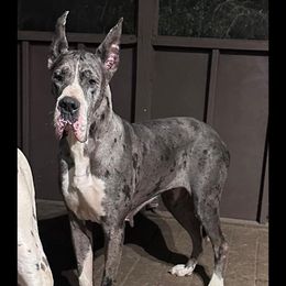Muñeca - Great Dane
