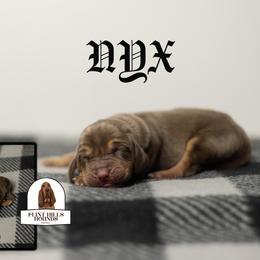 Nyx - Liver and tan female Bloodhound puppy in Wamego, Kansas from Flint Hills Hounds
