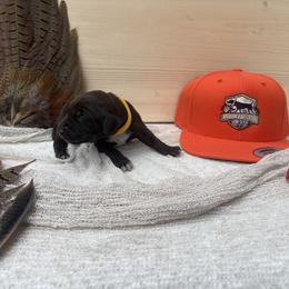 Yellow - Liver female German Shorthaired Pointer puppy in Roodhouse, Illinois from Hurricane Creek Gun Dogs