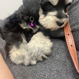 Miniature Schnauzer Puppies from Mountain Point Schnauzers
