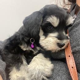 Miniature Schnauzer Puppies from Mountain Point Schnauzers