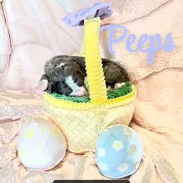 Peeps - female Golden Mountain Doodle puppy in Victoria, Texas from Deidre's Golden Mountain Doodles