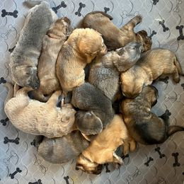 German Shepherd Puppies from Scenic City Shepherds