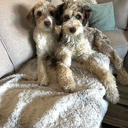 Aussiedoodle puppies from PTK Ranch