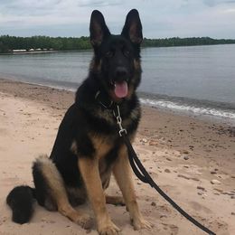 Australian Shepherds and German Shepherds from Zehn Meile Shepherds