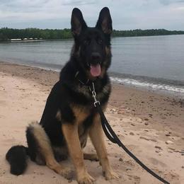 Australian Shepherds and German Shepherds from Zehn Meile Shepherds