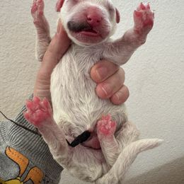 Yellow Male - Black and white male Sheepadoodle puppy in Kissimmee, Florida from Sunflower Family Farms
