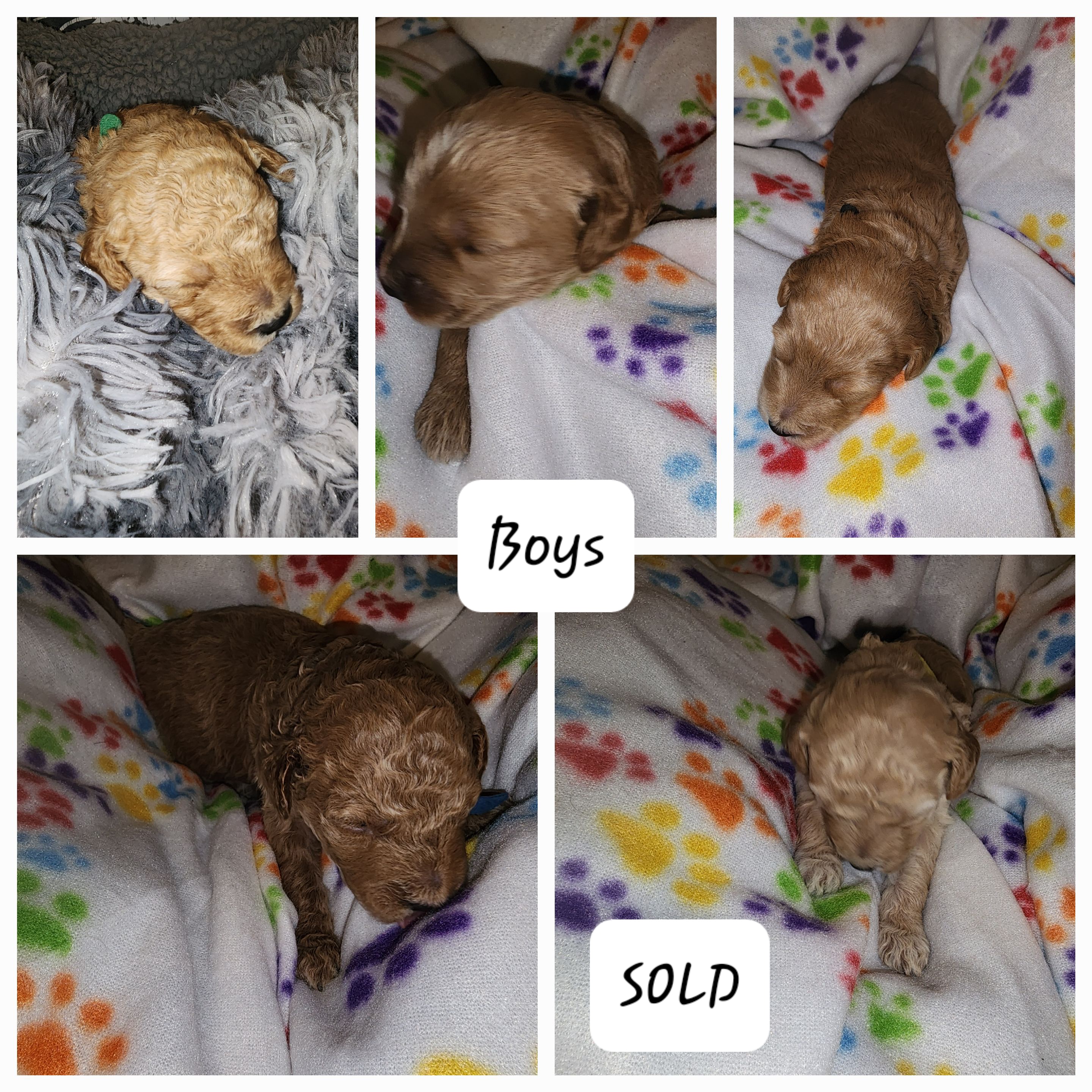 Goldendoodle Puppies from Lauralyn's Goldendoodles