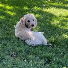 Yorkipoo and Yorkshire Terrier Puppies from Linda Sherman
