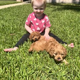 Boxer and Cavapoo Puppies from Acadian Kennels
